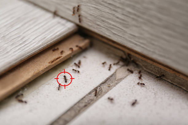 Best Bed Bug Extermination  in South River, NM