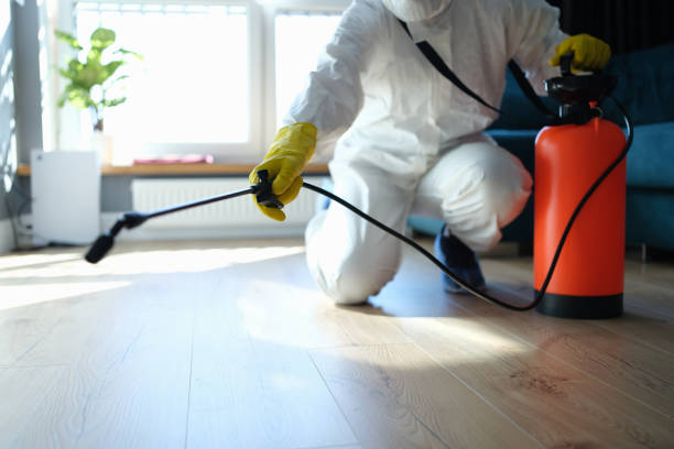 Best Wasp Removal Services  in South River, NM