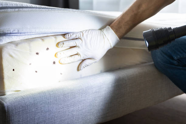 Best Termite Control Services  in South River, NM