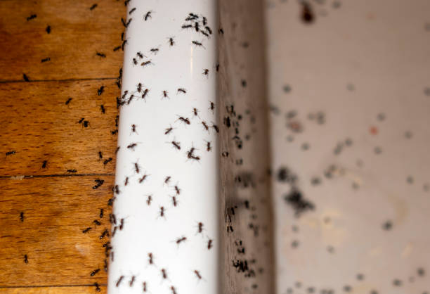 Professional Pest Control in South River, NM
