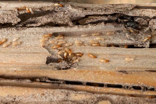 Best Best Pest Control Companies  in South River, NM