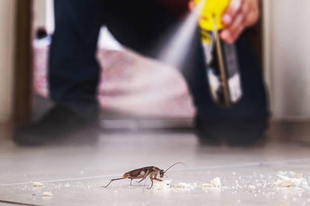 Best Affordable Pest Control Services  in South River, NM